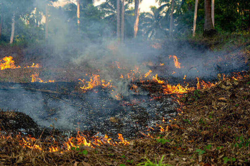 Negative impact of forest fires on the environment